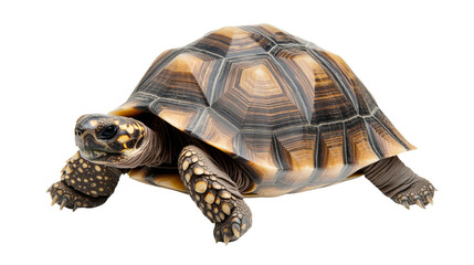 Brazilian Tortoise, Shell Pattern, Reptile Portrait, Isolated on Transparent Background, Reptile, Tortoise, Animal