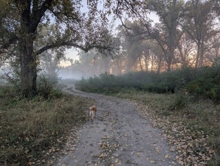 Fog in the field on the river and in the forest