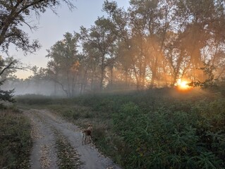 Fog in the field on the river and in the forest