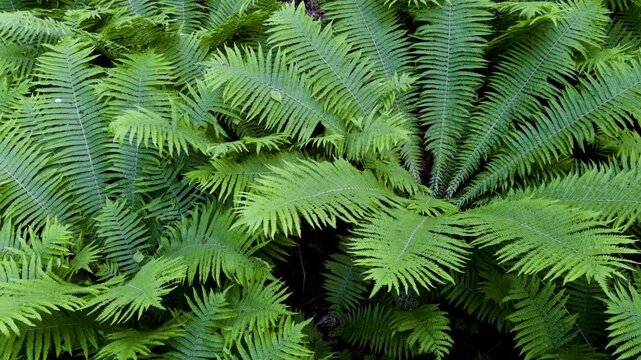 A high-angle, top-down shot of a dense patch of vibrant green ferns on the forest floor. The image showcases the intricate, feathery patterns of the fronds, creating a rich texture and a natural