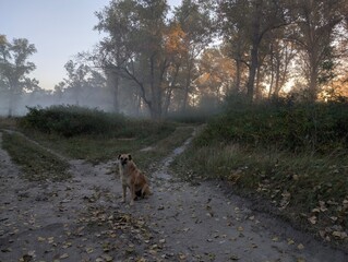 Fog in the field on the river and in the forest