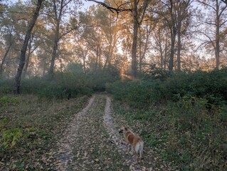 Fog in the field on the river and in the forest