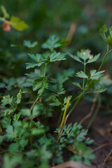 close up of parsley growing in the garden