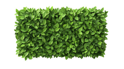 Obraz premium Green Leaf Hedge, Top View, Isolated on Transparent Background, Nature Texture, Foliage, Greenery, Plant