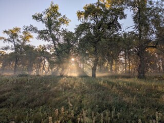 Fog in the field on the river and in the forest