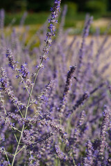 Close up of perovskia atriplicifolia blue spire in the garden, selective focus