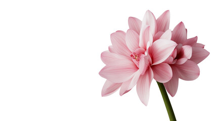 Fototapeta premium Pink Flower Blossom Botanical Illustration, Isolated on Transparent Background, Floral Design Element, Floral, Botanical, Pink Flower