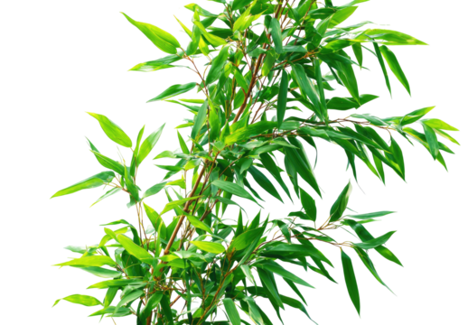 Lush green foliage of a plant, closely cropped