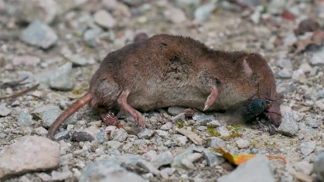Blue Bottle Fly on a Dead Shrew