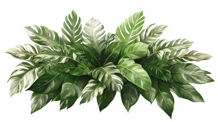 Tropical Plant Composition Lush Green and White Leaves Isolated on Transparent Background, illustration, foliage, plant illustration, green leaves, tropical plants