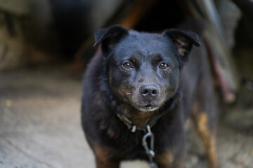 A lonely guard dog on a chain near a dog house outdoors