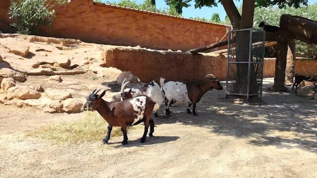 Video of adorable goats (Capra hircus) graze freely under the sun at Attica Zoological Park in Athens, Greece, enjoying a bright, open space and a peaceful, natural setting.