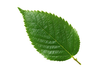 Fototapeta premium Close-up macro of a single green leaf with visible veins, isolated on a white background, perfect for nature and botany themes, Isolated On white, Png Transparent