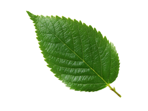 Close-up macro of a single green leaf with visible veins, isolated on a white background, perfect for nature and botany themes, Isolated On white, Png Transparent