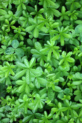 Creeping cinquefoil (Potentilla reptans) grows in nature