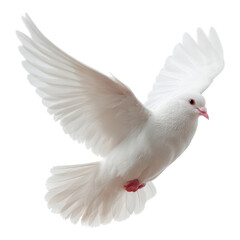 Fototapeta premium White Dove with Open Wings in a Graceful Flying Pose