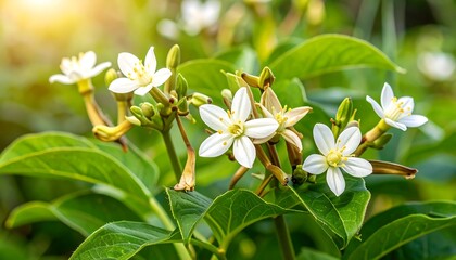 Fototapeta premium Close-up of blooming white flowers with yellow centers, vibrant green leaves and sunlight