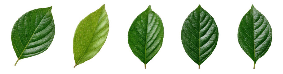 Fototapeta premium Five different shades of green leaves, side by side