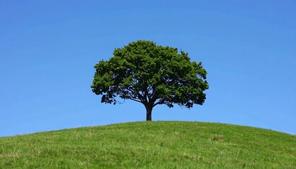 Single tree on a grassy hill under a clear blue sky