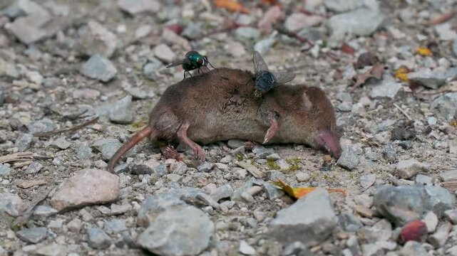 Blue Bottle and Green Bottle  Fly on a Dead Shrew