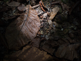 Close up of dry leaf in the forest. Selective focus.