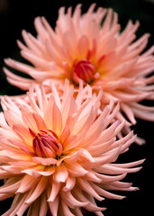 Dahlias in full bloom in the flower borders of Rousham House Gardens in Oxfordshire