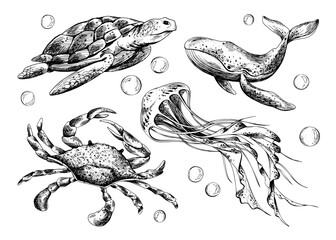 Hand drawn line art illustration of turtle, crab, whale and jellyfish. Black ink nautical collection with bubbles, perfect for clipart, marine artworks, underwater design and vintage sets. © NATASHA-CHU