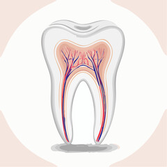 Tooth anatomy illustration showcasing the pulp, blood vessels, and root structure