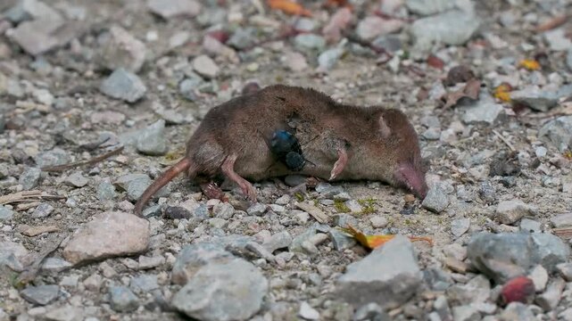 Blue Bottle Fly on a Dead Shrew