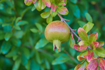Close-up of a young pomegranate hanging from a tree branch surrounded by green and reddish leaves,...