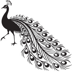 Fototapeta premium peacock feather vector illustration