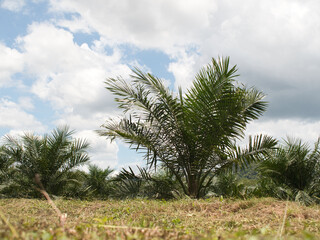 Obraz premium Oil palm plantations in southern Thailand