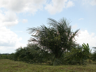 Oil palm plantations in southern Thailand