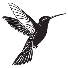 hummingbird vector illustration