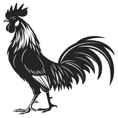 rooster isolated on white background