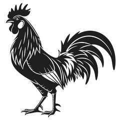 rooster isolated on white background