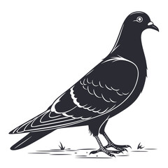 vector illustration of a pigeon
