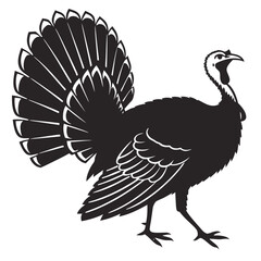 black and white turkey