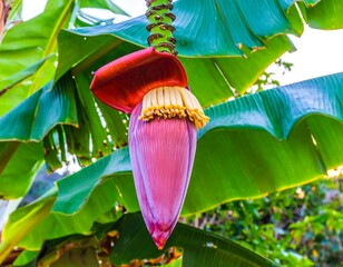 Close-up of a vibrant, pink banana blossom
