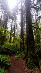 Fototapeta premium Misty forest path, towering trees, lush greenery