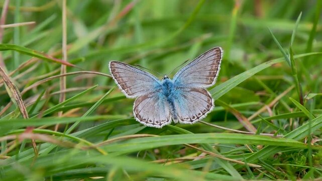 Chalkhill Blue Butterfly Resting. Wings Open
