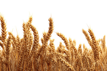 Fototapeta premium Close-up of golden wheat stalks against a black background. The ears of wheat are dense, various shades of gold and brown, and arranged in a horizontal row