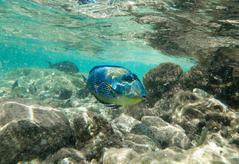 Colorful tropical fish swimming over rocky seabed in clear turquoise water. Marine wildlife scene
