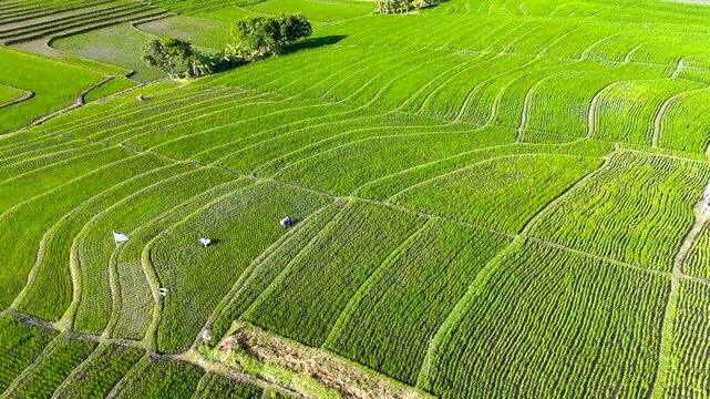 Drone aerial view video of terraced rice fields in Canggu, Bali