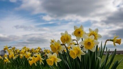 Fototapeta premium Spring daffodils field under cloudy sky nature photography floral bloom blossom garden view