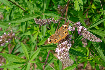 Buckeye butterfly on a flower