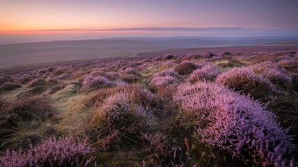 Beautiful sunrise over heather moorland landscape blooming purple flowers in scenic nature view