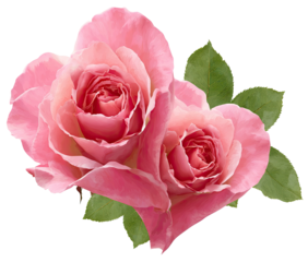 Two pink roses in heart shape, close-up, with green leaves