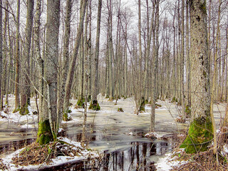Real photograph of a unique natural formation — sulfur springs overflowing into a forest....