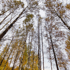 View of the sky framed by the tops of birch trees. The composition highlights the delicate branches and leaves against a clear or lightly clouded sky, creating a peaceful and natural atmosphere.